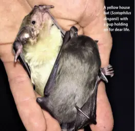  ??  ?? A yellow house bat (Scotophilu­s dinganii) with a pup holding on for dear life.