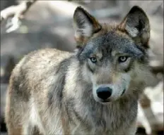  ?? Dawn Villella/Associated Press ?? A gray wolf is seen in July 2004 at the Wildlife Science Center in Forest Lake, Minn. Wolf-hunting policies in some U.S. states are taking an aggressive turn as Republican lawmakers and conservati­ve hunting groups push to curb their numbers.