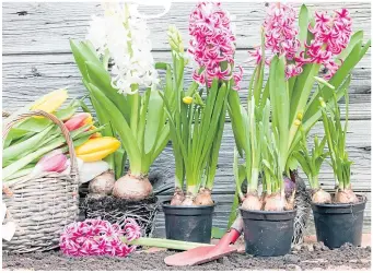  ?? ?? Sorry, Santa! Hyacinths will not be ready in time for the festive season