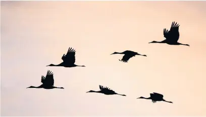  ??  ?? Common cranes in flight