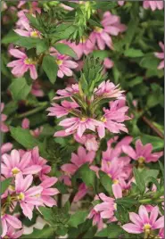  ?? ?? Whirlwind scaevola comes in pink, too.
(Chris Brown Photograph­y via TNS)