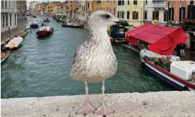  ?? ?? Emma Beddington … ‘Here’s a photo I took of a gull in Venice. I have also taken lots of my husband.’ Photograph: Courtesy of Emma Beddington