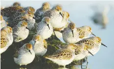  ?? TOM MIDDLETON/FILES ?? Western sandpipers in the Fraser Delta.