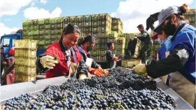  ??  ?? 内蒙古汉森酒业集团有­限公司的工作人员在筛­选从田间收购的葡萄