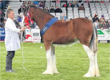  ?? Picture: Jim Crichton. ?? Overall Clydesdale champion Collessie Jennifer.