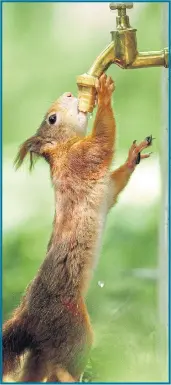  ?? Pictures: CATERS ?? The cheeky red squirrel helps himself to water from a public tap at a park in Austria