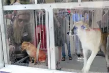  ?? Staff photo by Karl Richter ?? ■ Two dogs look out of the Texarkana Animal Care and Adoption Center’s new adoption trailer Tuesday at Arkansas Convention Center in Texarkana, Ark. The climate-controlled trailer can be used as an extension of the center at adoption drives.