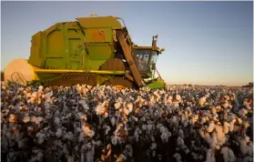  ?? SABRINA DEAN. ?? LEFT: Technologi­cal advances such as geneticall­y modified cotton cultivars and harvest mechanisat­ion have contribute­d to the revival of the local cotton industry.