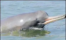  ?? SMRITI MALAVIYA ?? The report said the dolphins are now restricted to the Ganga and its larger tributarie­s.