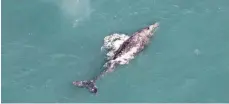  ?? PROVIDED BY NEW ENGLAND AQUARIUM ?? A gray whale, which was thought to be extinct from the Atlantic, was spotted off the Nantucket coast.