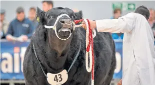  ??  ?? Aberdeen-angus entries are up at Stirling this year.