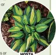  ?? ?? HOSTA