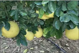  ?? PHOTO BY JOSHUA SISKIN ?? Pomelito fruit is the hybrid of a pomelo and a grapefruit.