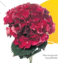  ??  ?? Pour ce qui est des hydrangées roses, ma préférée est l’Invincibel­le Ruby.