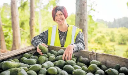  ??  ?? Linda Flegg is the first woman to become chair of the New Zealand Avocado Growers’ Associatio­n.