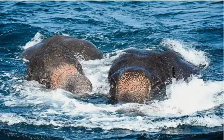  ?? — AFP ?? Mammoth effort: Elephants spotted struggling to stay afloat in deep water as they are guided by Sri Lankan naval personnel back to shore a kilometre off the island’s northeast coast.