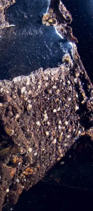  ??  ?? A human skull wedged into a fissure in the wreckage of the
Yamagiri Maru