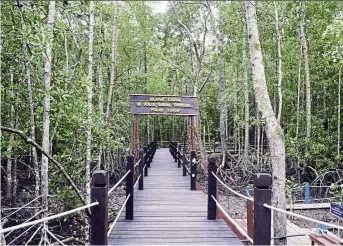  ??  ?? Largest mangrove around the wetlands identified in Pulau Kukup Johor national Park in Pontian.