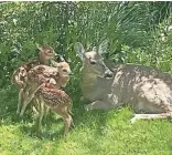  ?? MARY BARRETT ?? A female white-tailed deer rests with its three fawns just hours after the young deer were born May 13 along the Milwaukee River in Milwaukee.