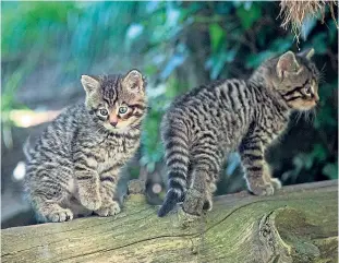  ?? ?? Project aims to boost wildcat numbers in Scotland.