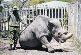  ?? Associated Press ?? A RANGER takes care of the aging Sudan in 2017 at a conservanc­y in Kenya. Researcher­s are awaiting permits from the country to get eggs from the females.