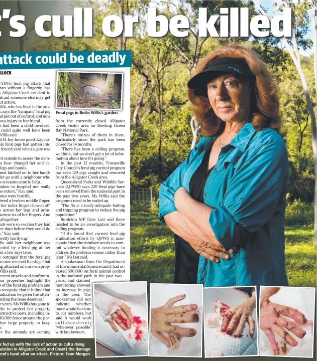  ?? ?? Feral pigs in Bette Willis’s garden.
Bette Willis is fed up with the lack of action to cull a rising feral pig population in Alligator Creek and (inset) the damage done to a friend’s hand after an attack. Picture: Evan Morgan