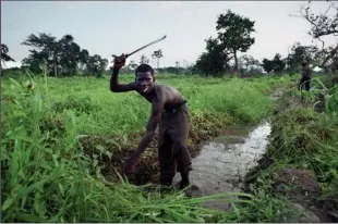  ?? EVELYN HOCKSTEIN/TRIBUNE NEWS SERVICE FILE PHOTOGRAPH ?? Fousseny Cisse, then 15, clears fields on a cocoa farm in the Ivory Coast, far from his home and family in Sikasso, Mali, in 2001.