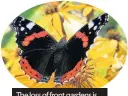  ??  ?? The loss of front gardens is hitting the butterfly population in the UK