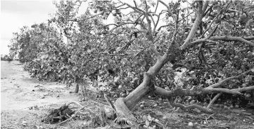  ??  ?? A damaged orange tree lays on its side at the Alico Inc. Bereah Grove in Frostproof, Florida, on Sept 11. — WP-Bloomberg photo