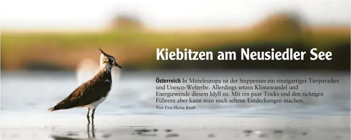  ?? Foto: Manuel Gruber, Anna‰maria Seebacher ?? Die kleine Kiebitz: Rund und 350 Vogelarten kann man am Neusiedler See beobachten. Besonders viele sind im Frühjahr und Herbst zu sehen, wenn auch die Zugvögel Rast machen.