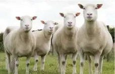  ?? THE UNIVERSITY OF NOTTINGHAM/THE NEW YORK TIMES ?? Four sheep cloned from Dolly, who died at age 6, are living a normal life.
