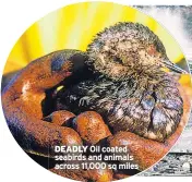  ??  ?? DEADLY Oil coated seabirds and animals across 11,000 sq miles