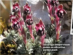  ??  ?? Saxifraga sempervivu­m makes an a ractive garden plant