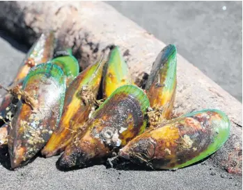 ?? ?? Most green-lipped mussels in New Zealand’s aquacultur­e farms come from spat that wash up on Ninety Mile Beach.