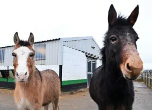  ?? DAVE NELSON ?? ●●Dotty (left) and Molly at Bleakholt Animal Sanctuary,