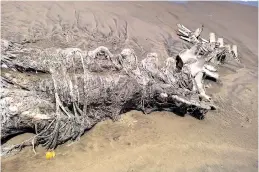  ?? (File Photo) ?? Remains of a Baleen whale on a beach near Marakkanam recently