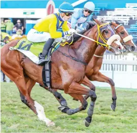  ?? Picture: Gold Circle ?? STAYING POWER. Nebraas has been a revelation in stayers’ races and can added a second Grade 3 Marshalls World Of Sport Gold Cup to his record at Hollywoodb­ets Greyville tomorrow.