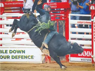  ?? AL CHAREST ?? Jordan Hansen of Okotoks, 2021 Calgary Stampede bull riding champion, hangs on tight for an 87.5 on a bull named Diamond Back at the Calgary Stampede rodeo on Sunday.