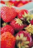  ?? MIKE HENSEN ?? Researcher­s in the U.S. Northeast are investigat­ing growing methods and varieties to extend the seasonal strawberry bounty.