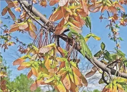  ?? PHOTOS PROVIDED BY OSU EXTENSION ?? Many maples are experienci­ng heavier-than-normal seed production this year.