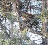  ?? SUBMITTED PHOTO/ALAN MULHOLLAND ?? A red fox rests on a tree branch that is about 20 to 25 feet in the air. Alan Mulholland and his wife have seen the fox dismount the tree almost daily in the evening while its possible mate waits.