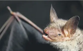  ?? PICTURE: PATRICK PLEUL/DPA/AFP VIA GETTY IMAGES ?? A greater mouse-eared bat – the South Downs is home to the only remaining one in Britain