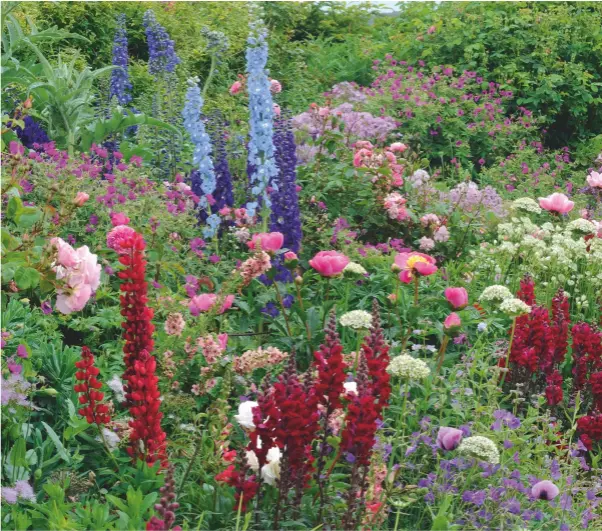  ??  ?? The East Border, with Paeonia lactiflora Bowl of Beauty, Antirrhinu­m Liberty Classic Crimson, Allium nigrum and Rosa Fritz Nobis