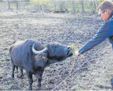  ?? FOTOS: PATRICK MÜLLER ?? Links: Leitkuh Lucy frisst Landwirt Matthias Brauchle aus der Hand. Rechts: Eines der drei Kälber der Leutkirche­r Wasserbüff­el-Herde, die zwischen vier und acht Wochen alt sind.