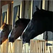  ?? SUBMITTED PHOTO ?? Horses poke their heads out of stalls at Ivy Hill Therapeuti­c Equestrian Center.