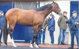  ?? (Pic: INPHO/Morgan Treacy) ?? Stallions being shown at Castlehyde Stud during last weekend’s ITM Irish Stallion Trail.