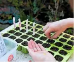  ??  ?? Sow into a tray (or modules). Some seed needs light to germinate