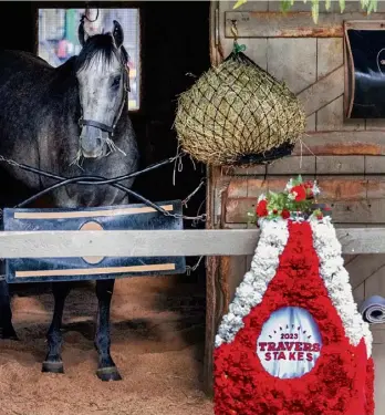  ?? Skip Dickstein/special to the Times Union ?? 2023 Travers and Belmont Stakes winner Arcangelo grabs some hay on Sunday the morning after his big day at Saratoga Race Course. Ridden by Javier Castellano, Arcangelo won the $1.25 million Travers by a length over Disarm.