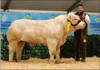  ?? ?? A & O Quigley from Bellanalec­k with Ardmachree Sonny, selling for 6,800gns.