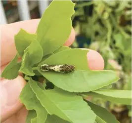  ?? KEVIN BURNETTE/ FLORIDA DEPARTMENT OF AGRICULTUR­E AND CONSUMER SERVICES PHOTOS ?? Early larval stages of the lime swallowtai­l, above, resemble bird droppings. The species goes through several larval stages over the course of a few weeks. In later stages of developmen­t, below, the lime swallowtai­l larva becomes green and plump, a nice meal for a mockingbir­d or gecko.